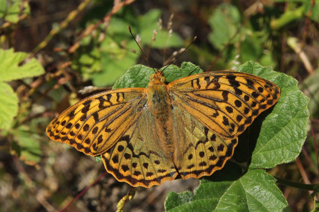 Parco del Ticino 9/2/14 :Aglais io